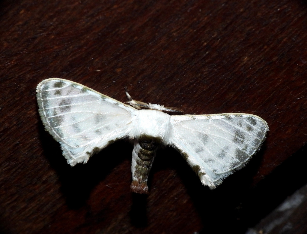 Colla opalifera