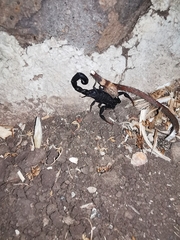 Hottentotta judaicus
