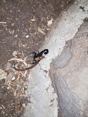 Hottentotta judaicus