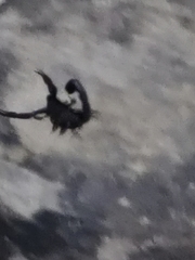 Hottentotta judaicus