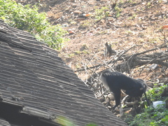 Macaca silenus