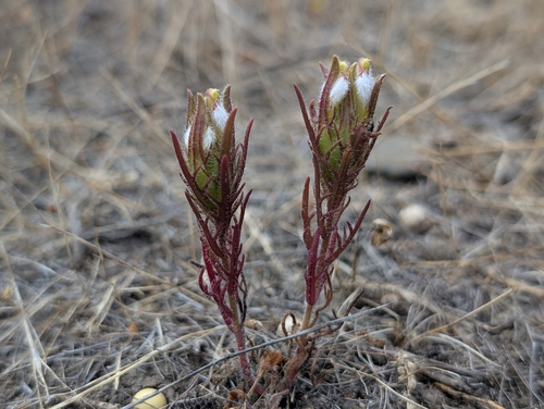 orcutt's bird's-beak (Dicranostegia orcuttiana)
