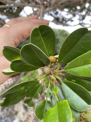 Abebaia dissecta (Abebaia dissecta)