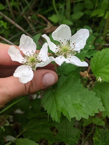 Lucretia dewberry (Rubus roribaccus)