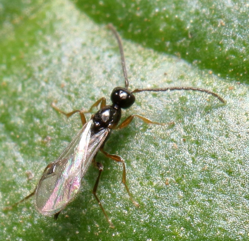 Exallonyx