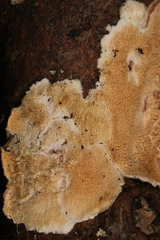 Crustomyces subabruptus