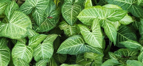 Syngonium podophyllum