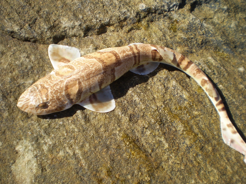 Tiger Catshark