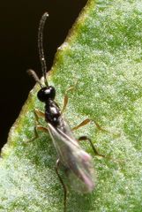 Exallonyx