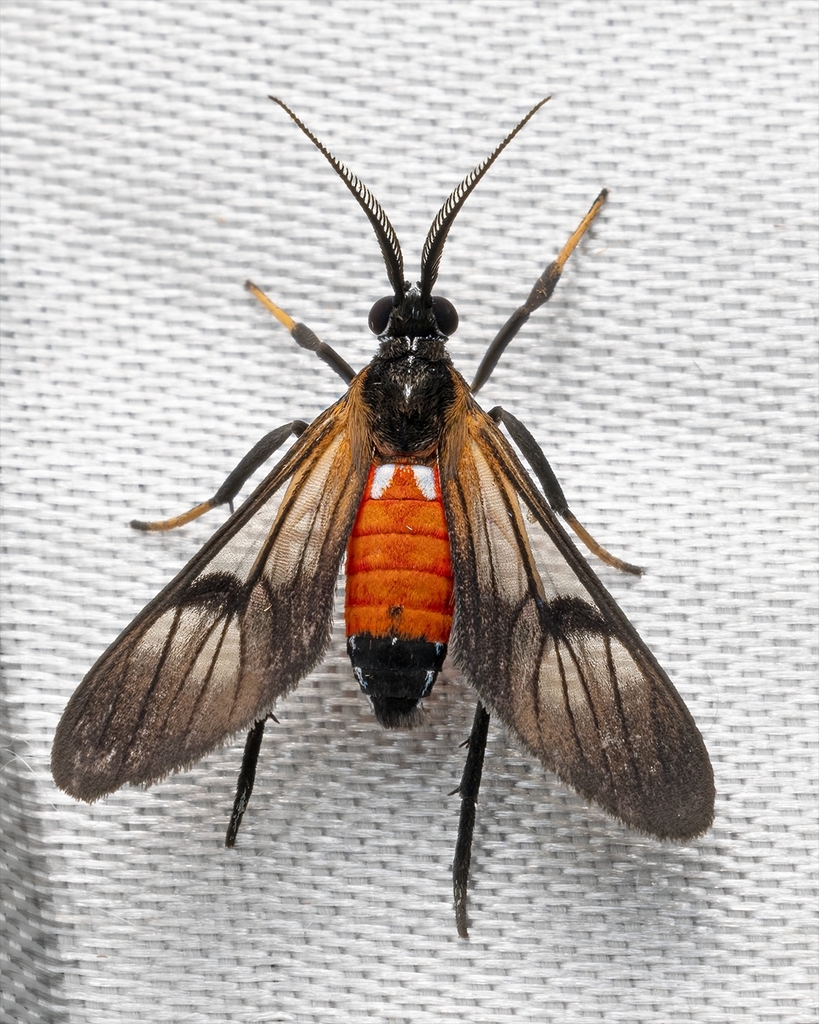 Leucotmemis varipes