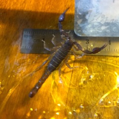 Pseudouroctonus reddelli