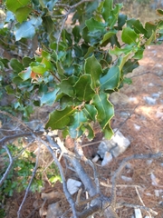 Quercus coccifera