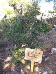 Quercus coccifera