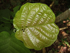 Neomillspaughia emarginata