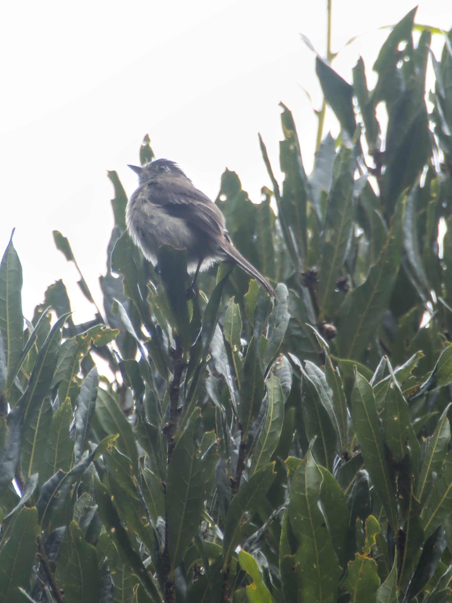 Black-capped Flycatcher (Empidonax atriceps), photo 5
