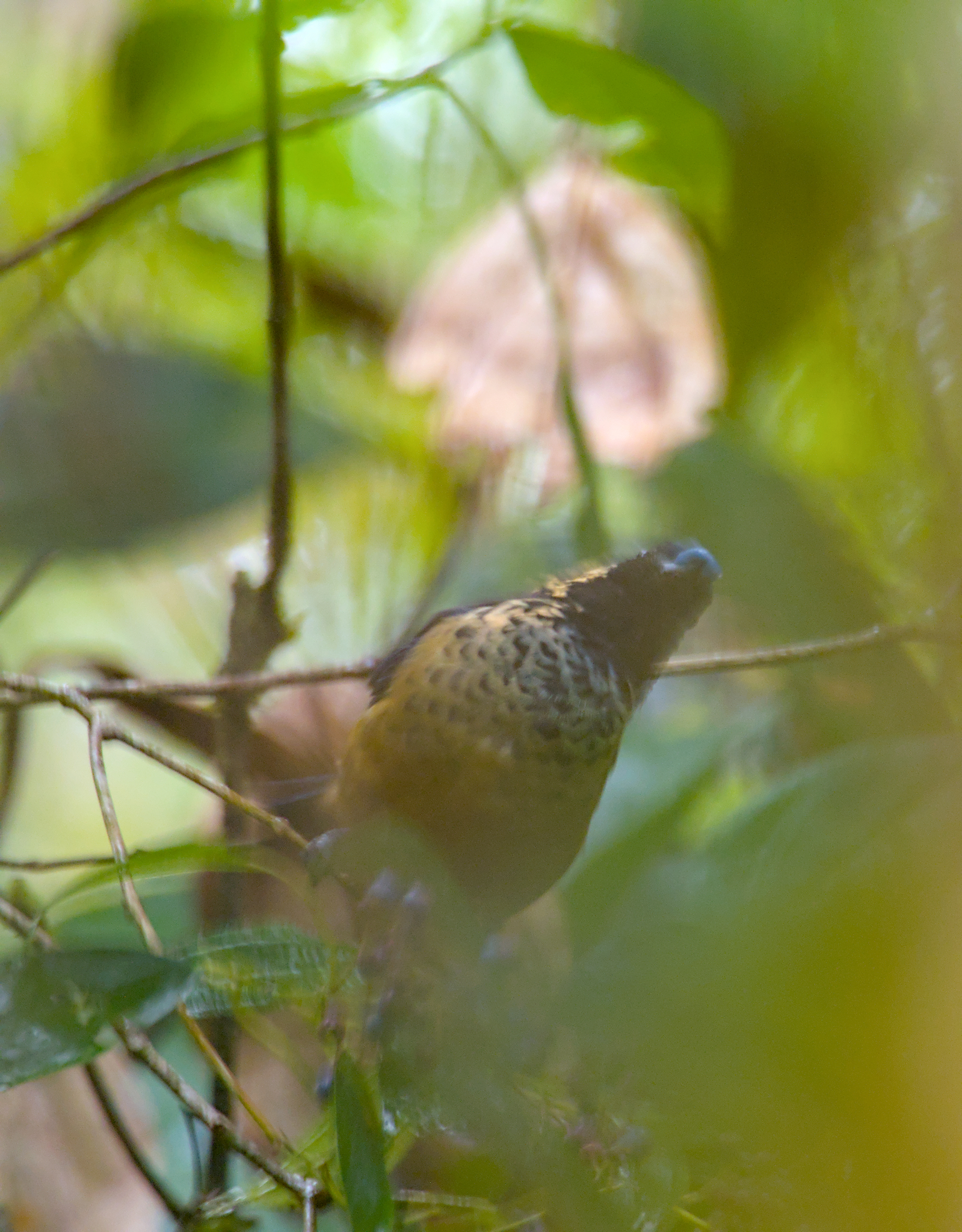 Spangle-cheeked Tanager (Tangara dowii), photo 7