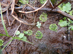 Ricciaceae