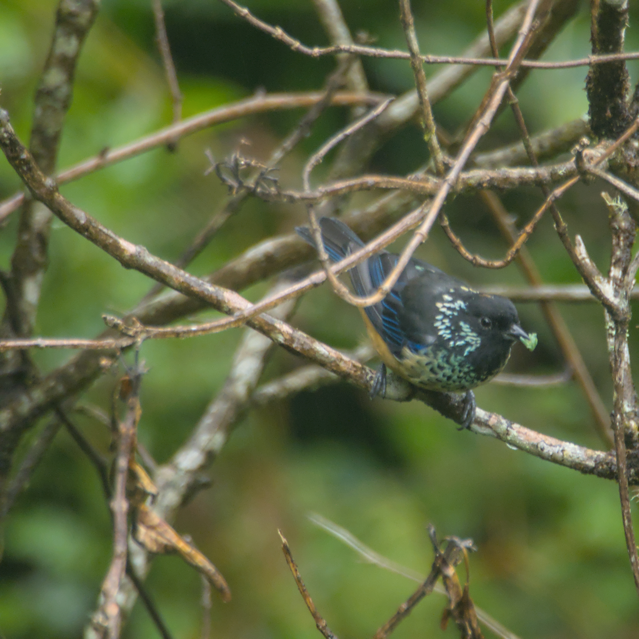 Spangle-cheeked Tanager (Tangara dowii), photo 8