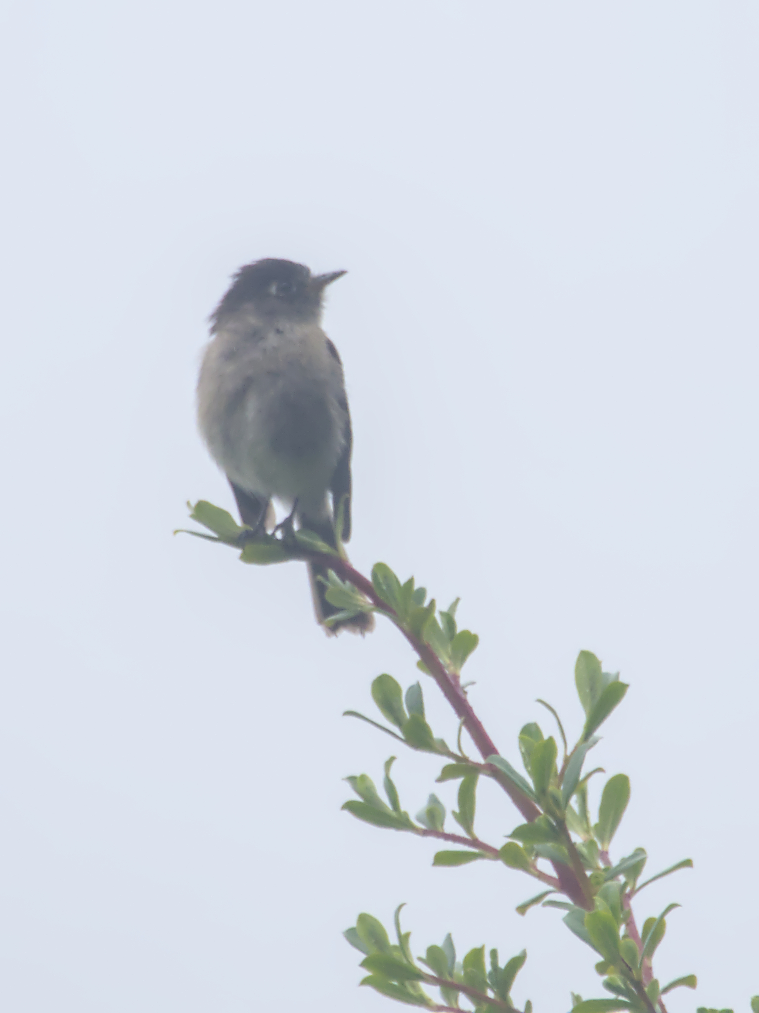 Black-capped Flycatcher (Empidonax atriceps), photo 6