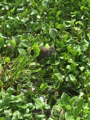 Aramus guarauna image