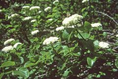 Viburnum ellipticum