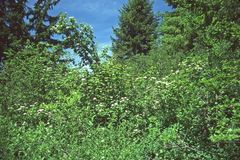 Viburnum ellipticum