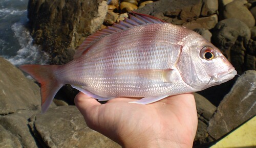 Santer (Cheimerius nufar) — Sparidae — 2