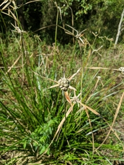 Rhynchospora colorata