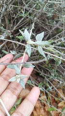Teucrium fruticans