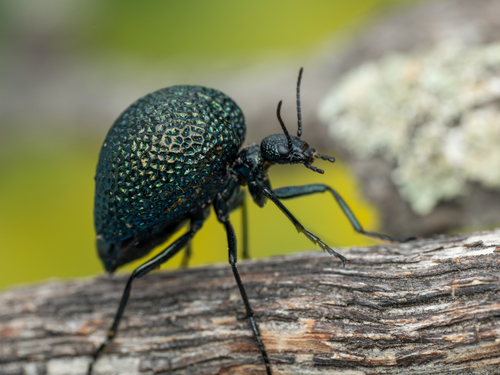 Black Bladder-bodied Meloid