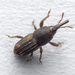 Grain Weevils - Photo (c) MSOne, some rights reserved (CC BY-NC-ND), uploaded by MSOne
