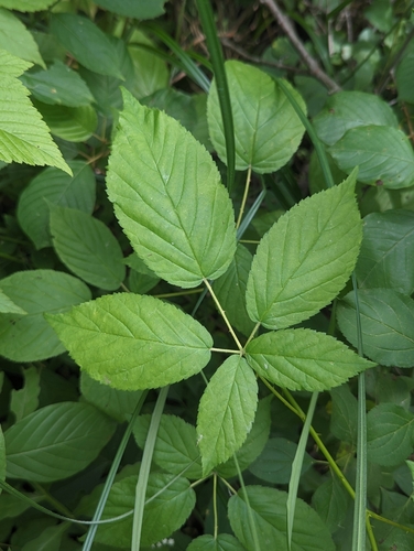 Ithaca blackberry (Rubus ithacanus)