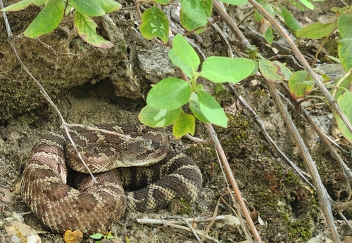iNaturalist observation photo of Northern Pacific Rattlesnake