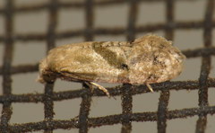 Platphalonidia