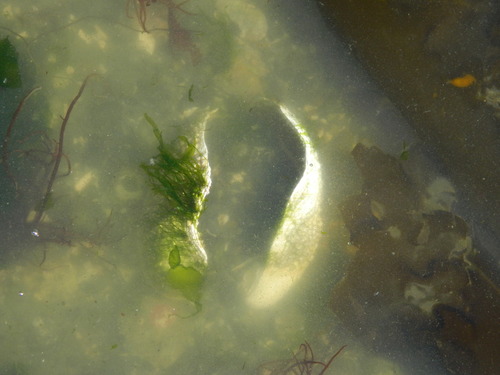 Lutraria maxima observed 2017-06-25