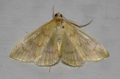 Hahncappsia pergilvalis