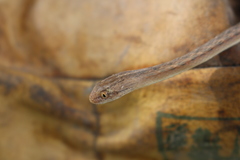 Thamnodynastes pallidus