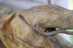 Thamnodynastes pallidus