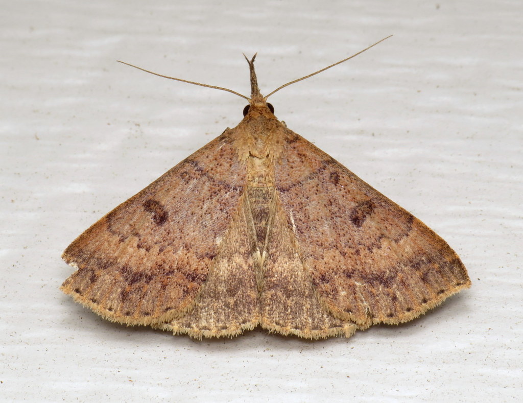 Chocolate Renia Moth