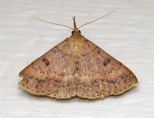 Chocolate Renia Moth