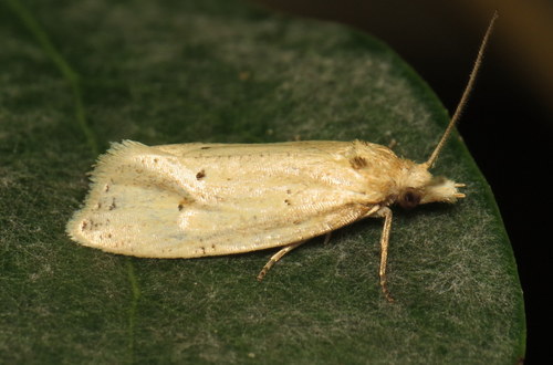 Two-spotted Aethes photo 5