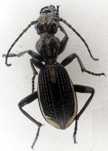 Cypholoba bouvieri