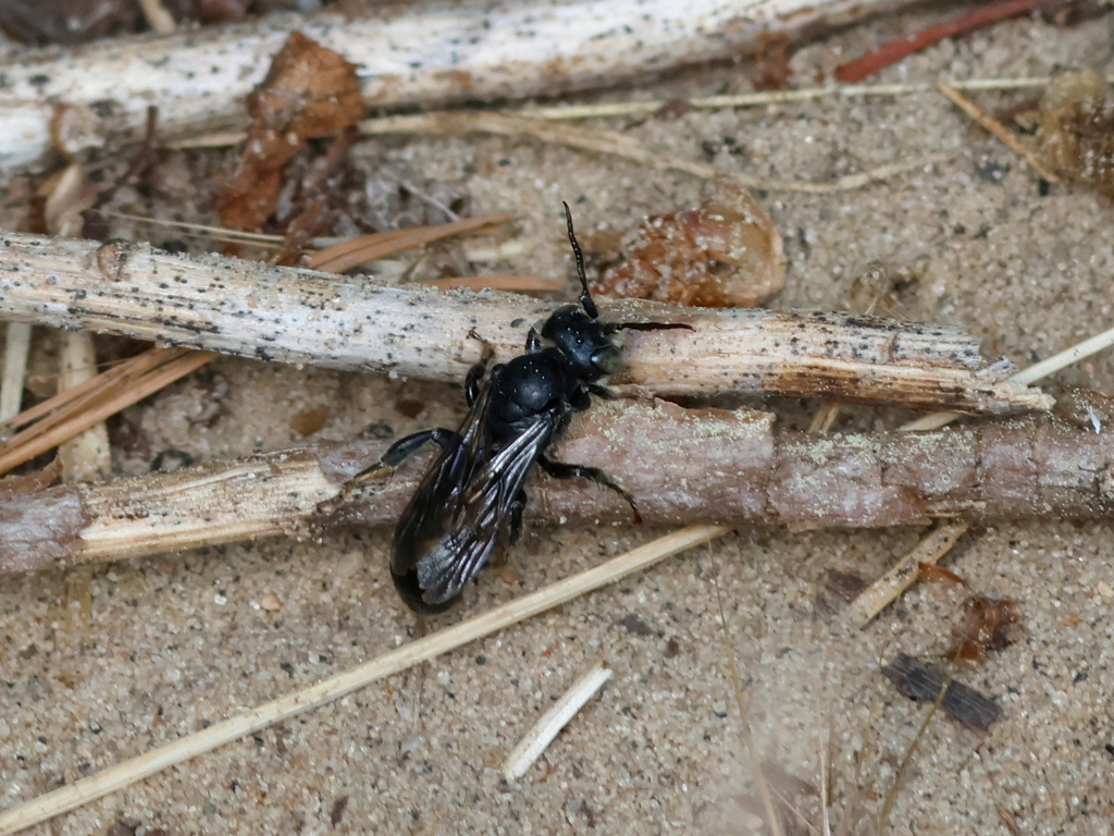 Dilated-horned Small-mason