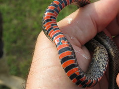 Erythrolamprus breviceps