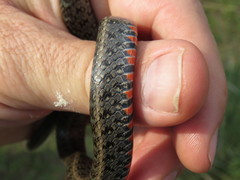 Erythrolamprus breviceps