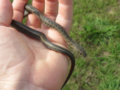 Erythrolamprus breviceps