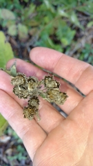 Verbesina virginica