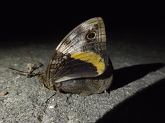Opsiphanes invirae