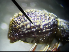 Cyrtobagous salviniae