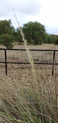 Muhlenbergia lindheimeri
